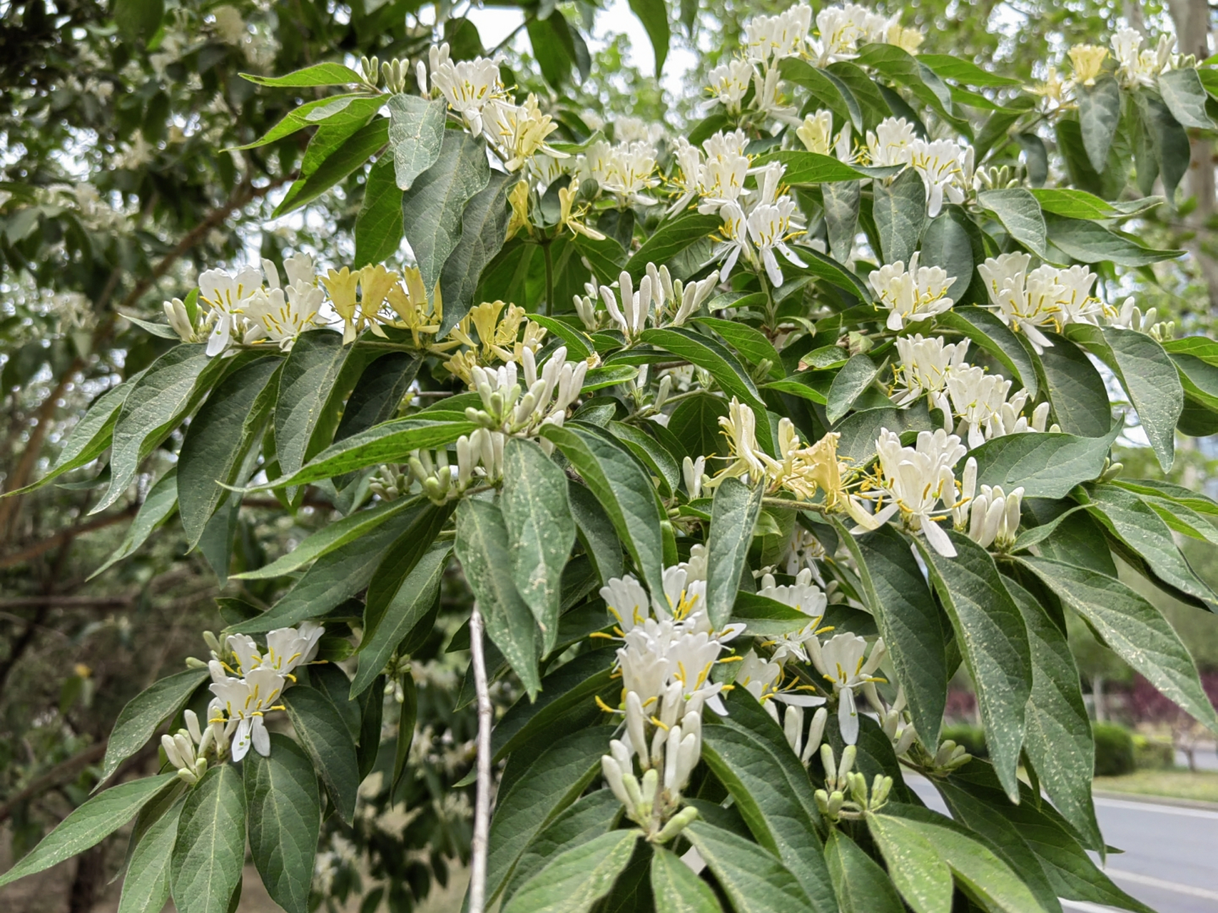 金银花含有丰富的多糖,绿原酸,锰,锌,钛等活性成分,适当使用可以对