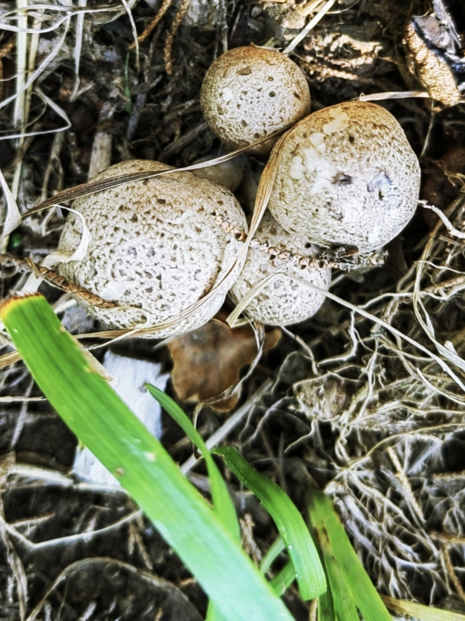 我看过最大的马粪包有人头那么大.