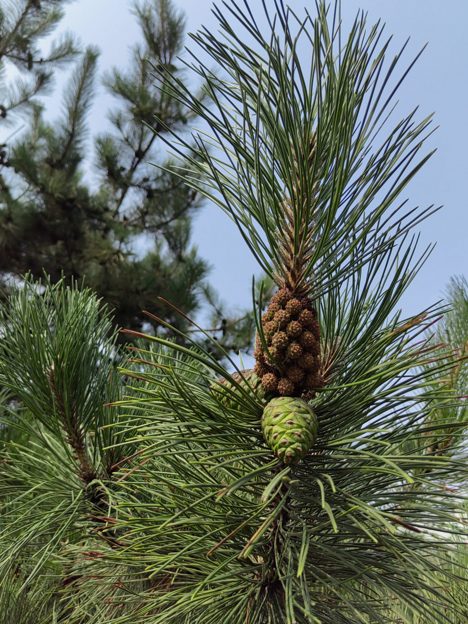 松树花,是有思想的花,是有战斗力的花,是有品质的花,是全天下最美的花