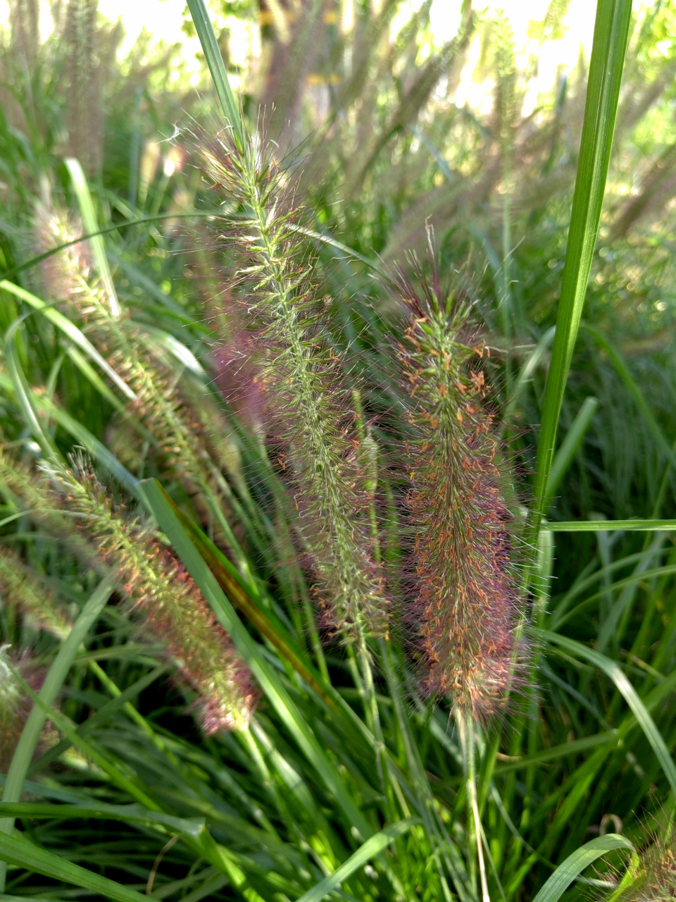 "回答;"不知道啊,""它为什么叫狼尾巴草呢?""谁告诉你的?