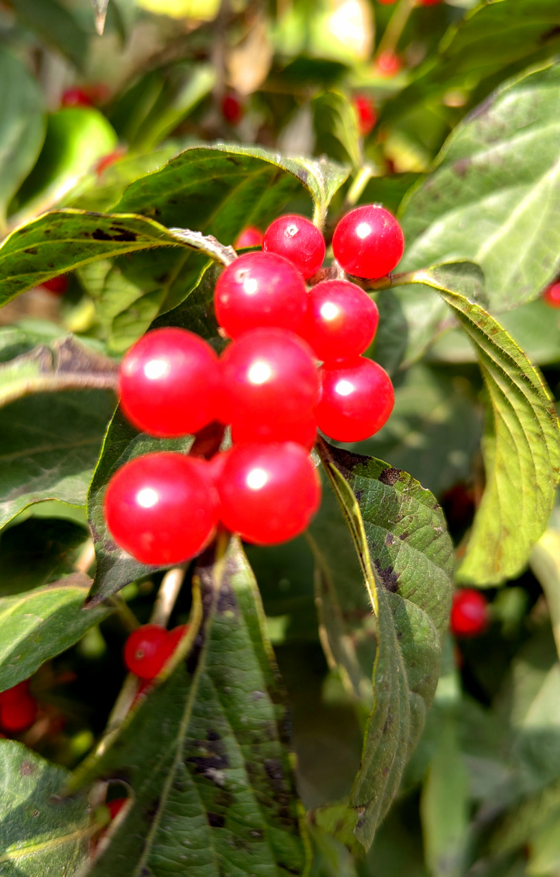 品尝野果?  当我看到这串红色果实时,我情不自禁地想要品尝它们.