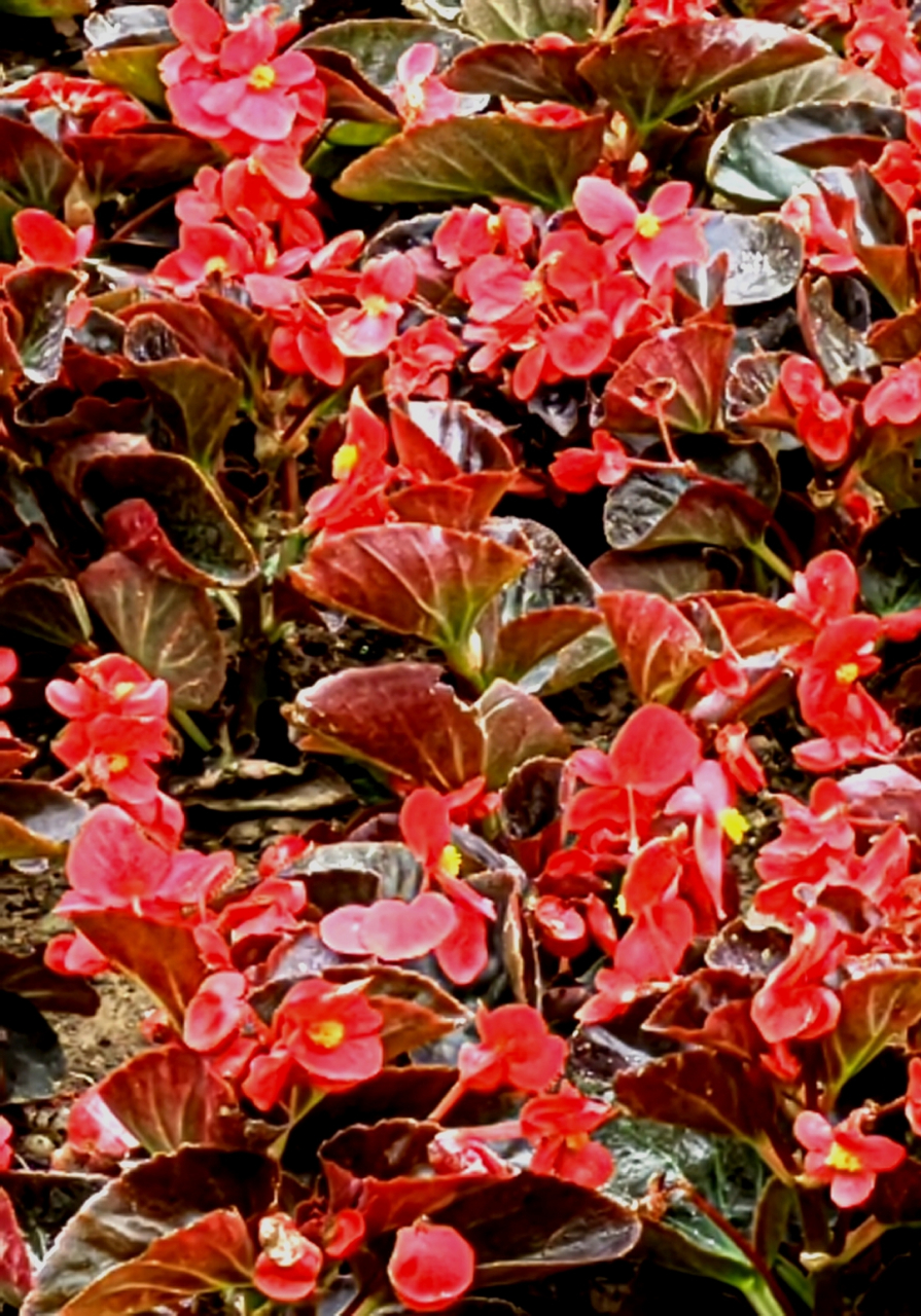 玻璃翠花  玻璃翠花五颜六色,我只选择了其中的红色和粉色.