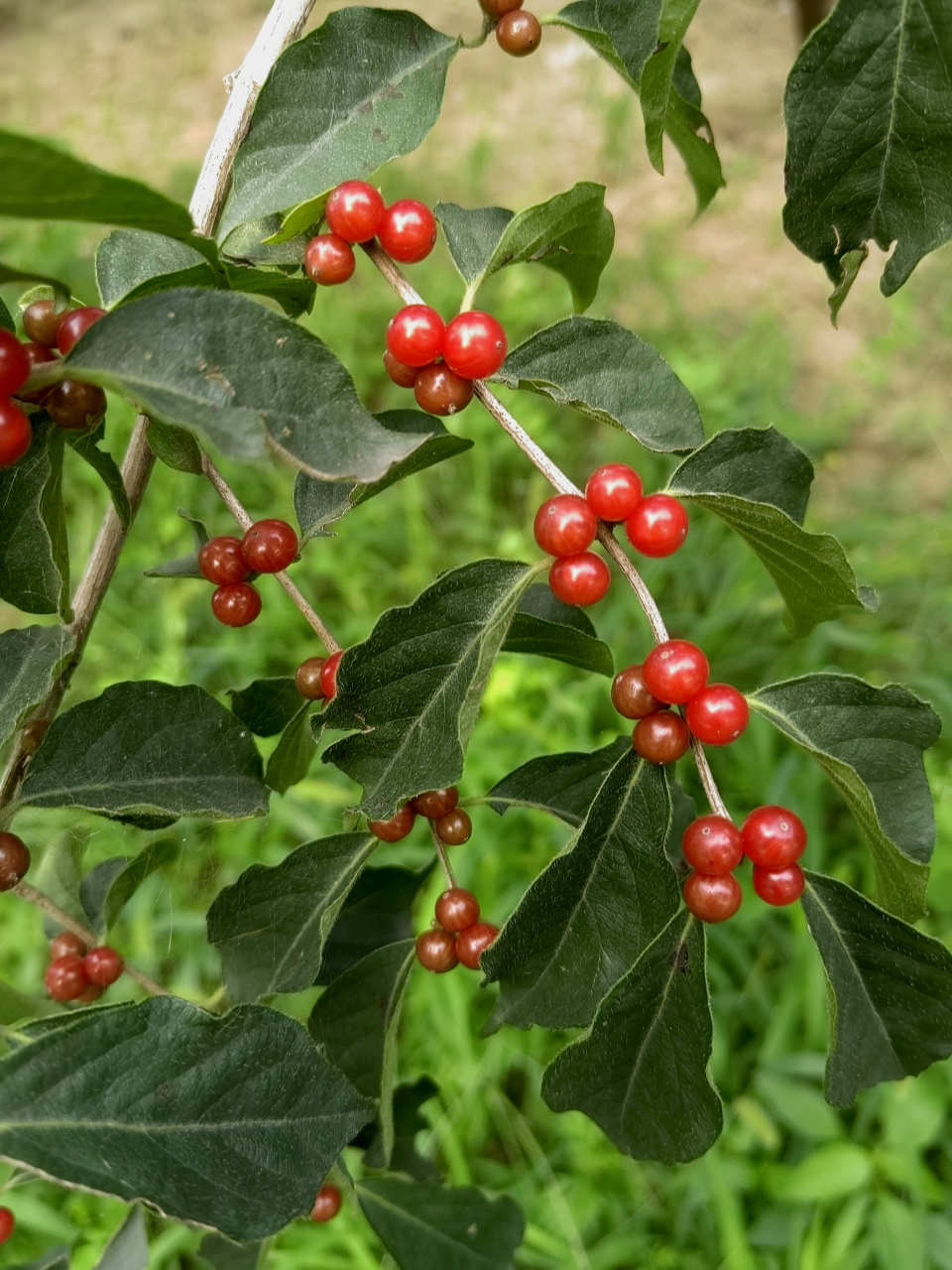 金银花的果实亮相!