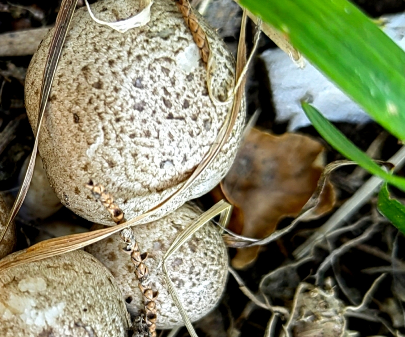 马粪包  马粪包与蘑菇的最大区别,就是一个完整的圆球,没有蘑菇的伞状