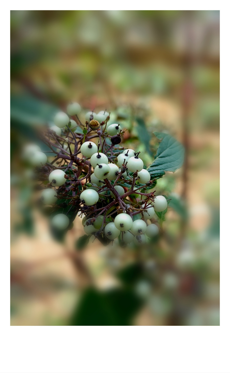 初见无名果  昨天在高铁下,发现一棵一米左右高的果树,结满绿豆大小的