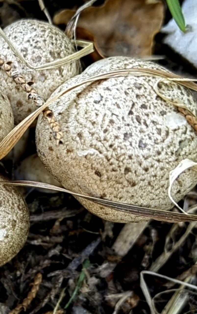 马粪包  马粪包与蘑菇的最大区别,就是一个完整的圆球,没有蘑菇的伞状