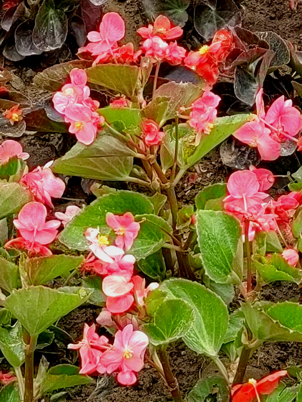 玻璃翠花 玻璃翠花五颜六色,我只选择了其中的红色和粉色.