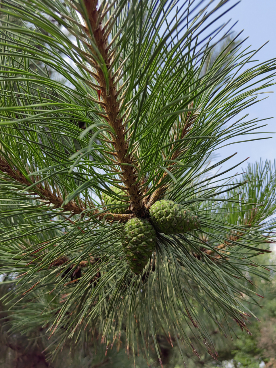 松树花,是有思想的花,是有战斗力的花,是有品质的花,是全天下最美的花