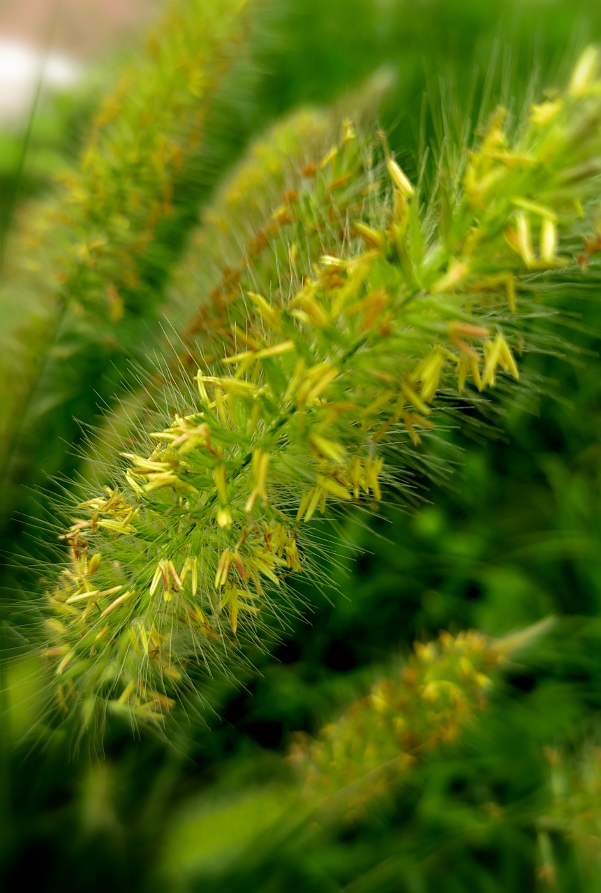谷莠子在谷子地里,是害群之马,比谷子长的快,吸收的养肥多,影响谷子