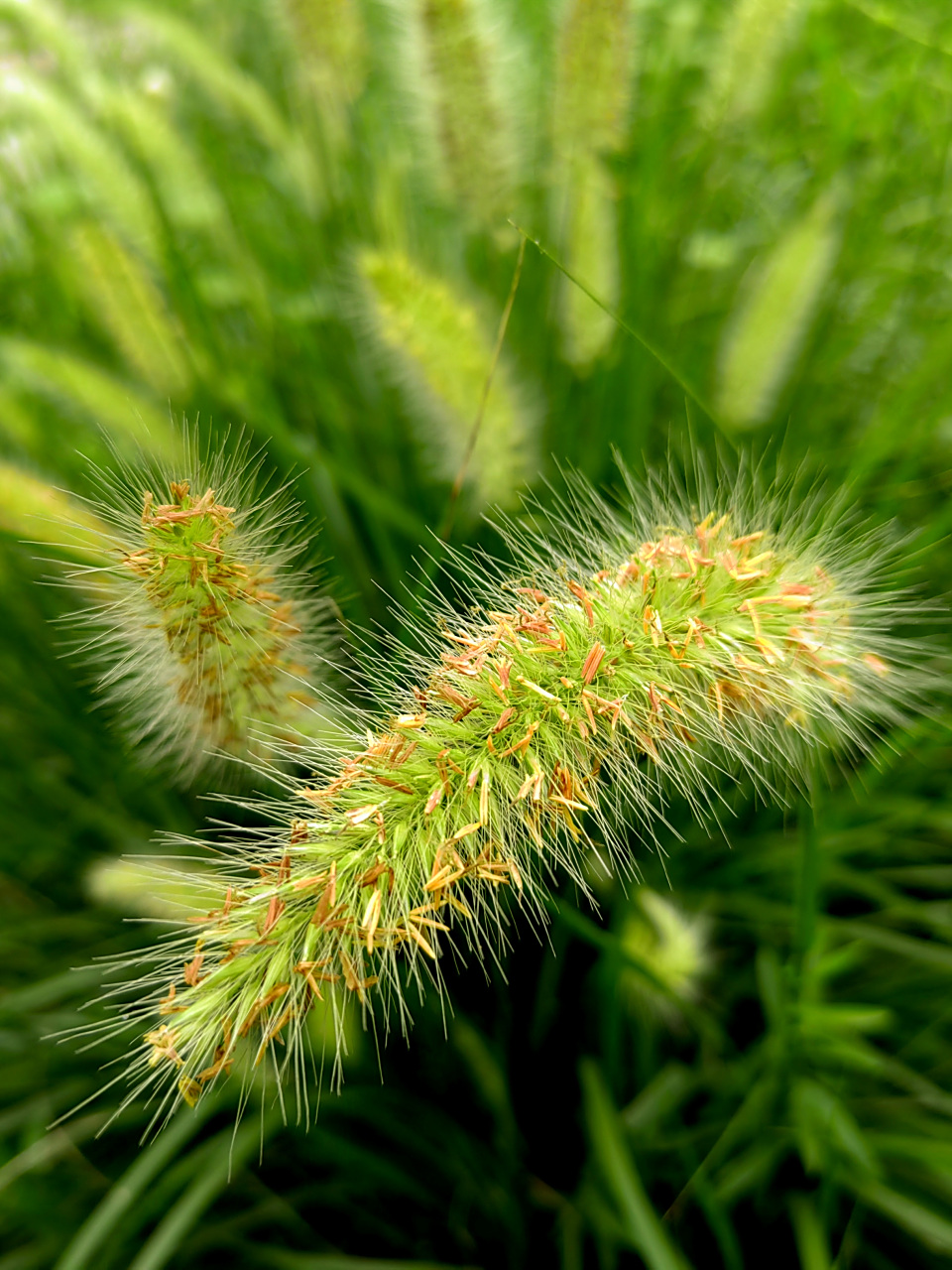 谷莠子在谷子地里,是害群之马,比谷子长的快,吸收的养肥多,影响谷子