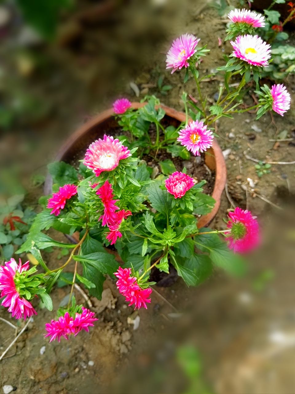 姜孜腊花你见过吗?