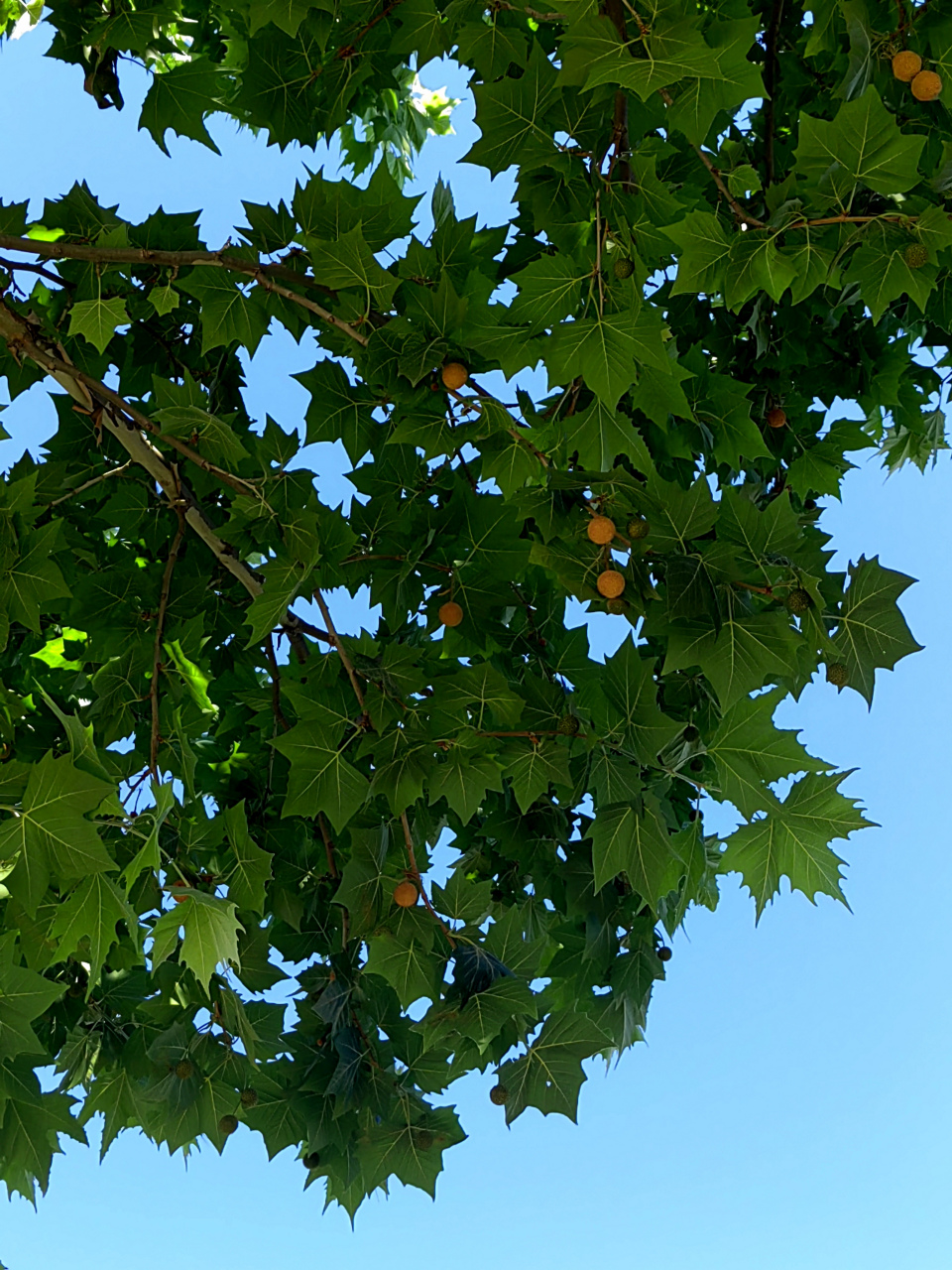 奇异的种子  法国梧桐树的种子,竟然与蒲公英的小伞兵是同样的.