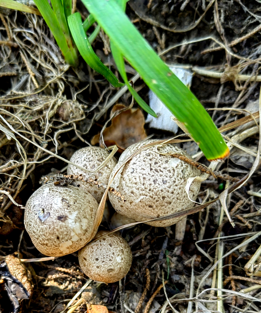 我看过最大的马粪包有人头那么大.