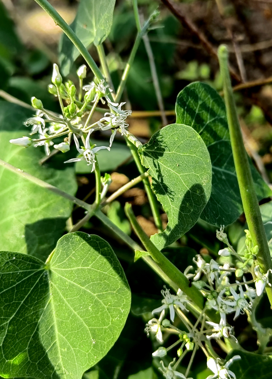 端午节晨练出去很早,路上看到这个蔓生植物爬在灌木