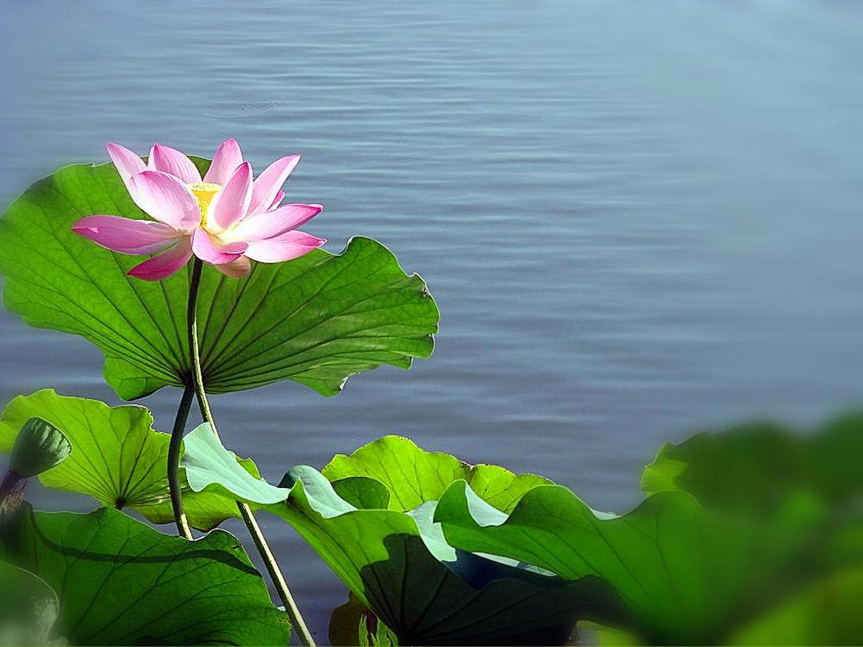 美丽常在,水上芙蓉.落落大方,心里清净.冰清玉洁,贵在修行.