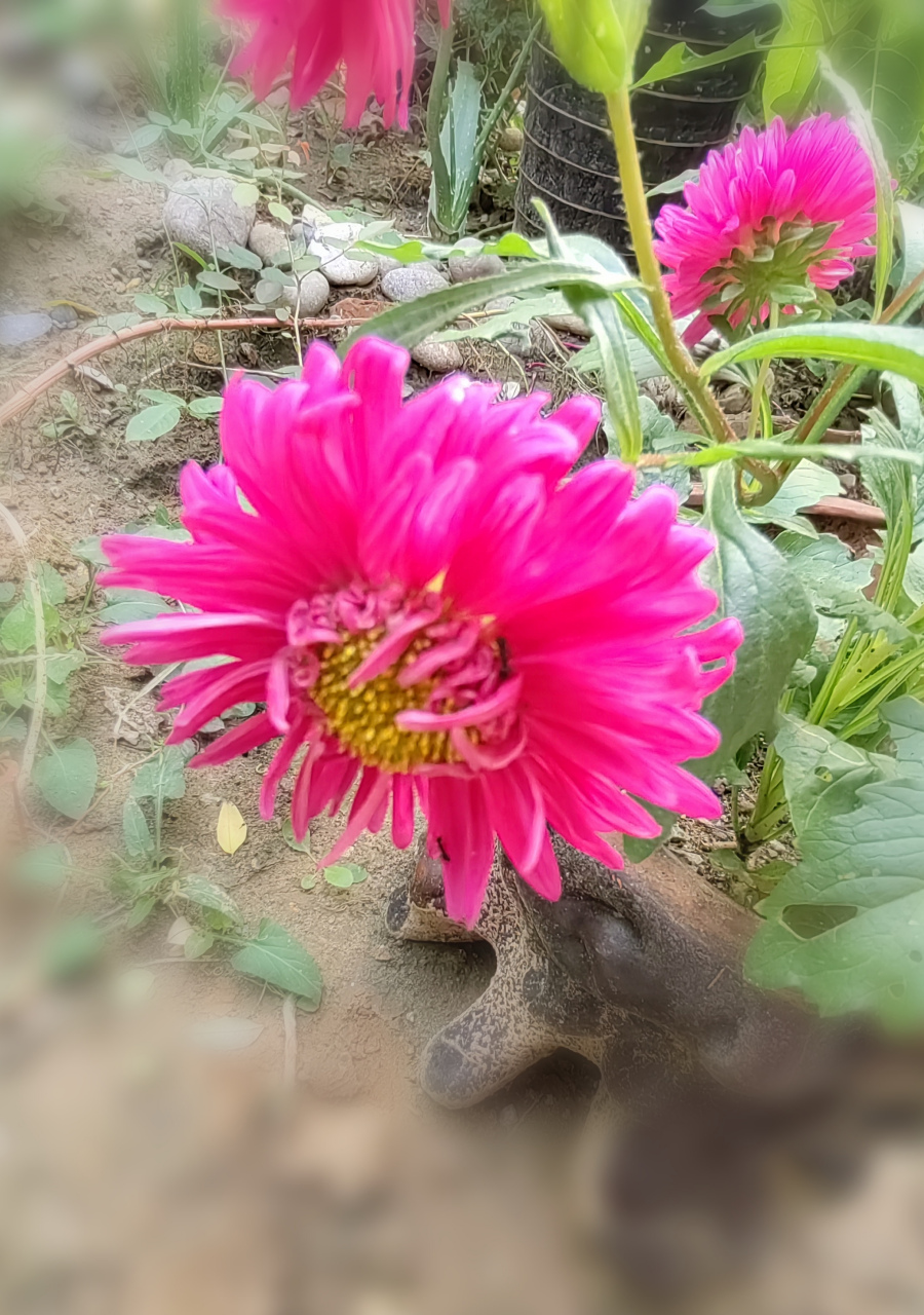 姜孜腊花你见过吗?