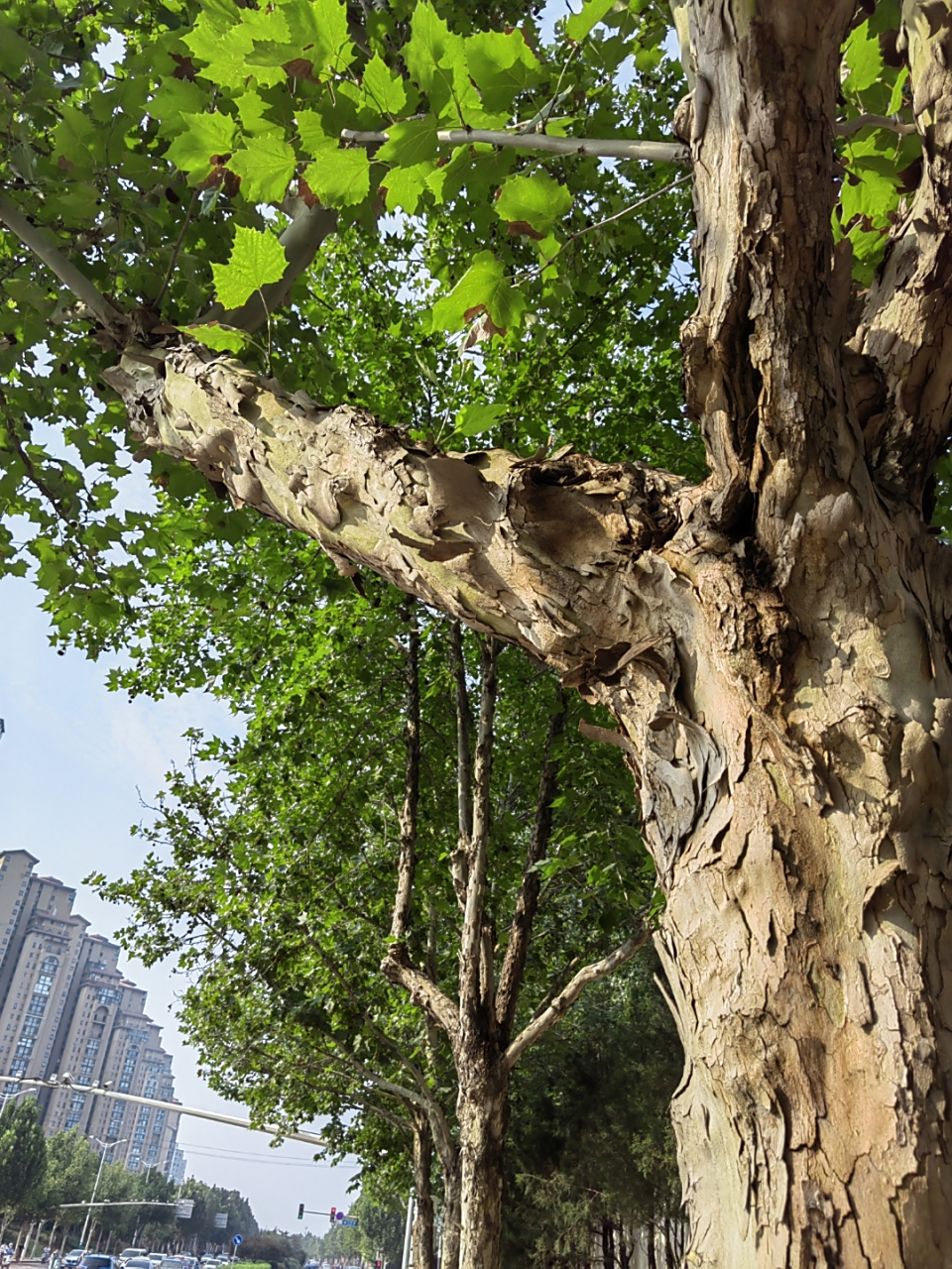 法国梧桐树的皮长什么样子  树皮是比较难画的物象,今天拍下来的是