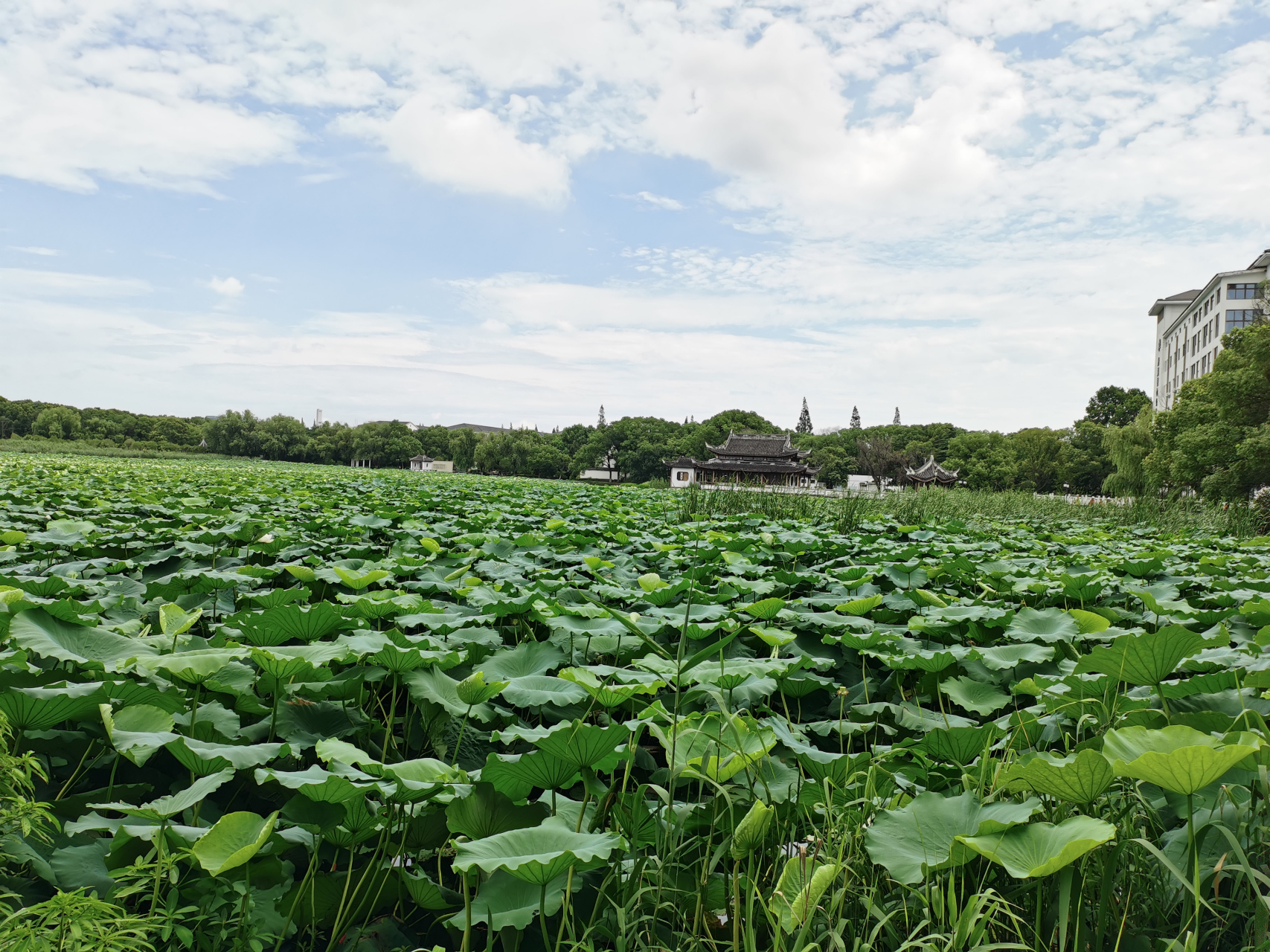 "在汾湖公园,荷花盛开,我沉醉于这片碧波荡漾的美景.