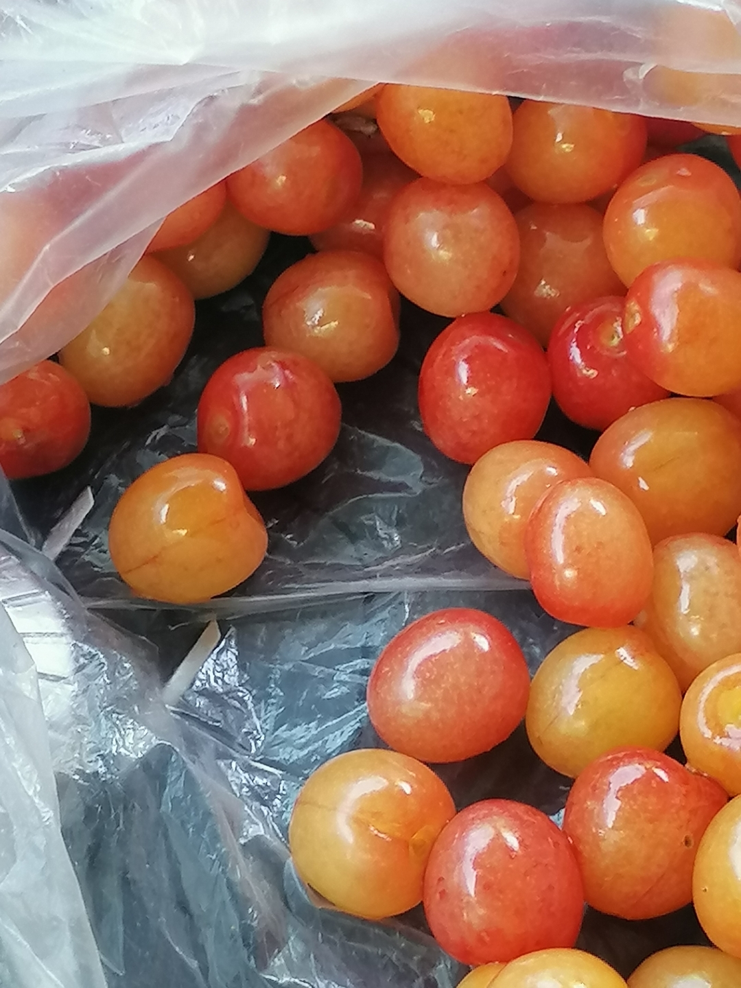 秦岭,南北方分界线.国道210路边的野樱桃,酸甜可口.