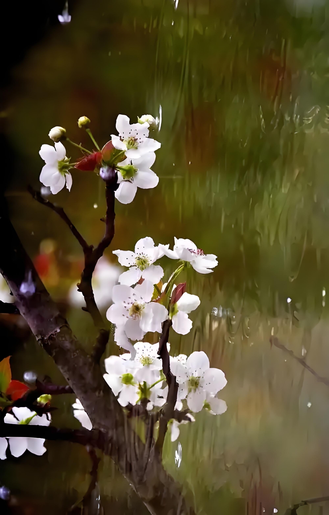 新雨梨云欲破春, 琼枝翩然暗香凝