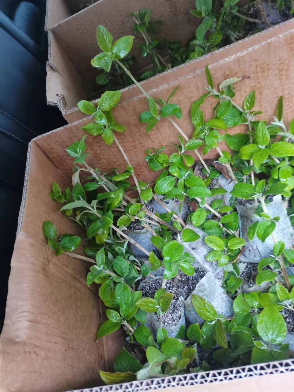 扦插枝条 扦插中华木绣球小苗 网红治愈系植物