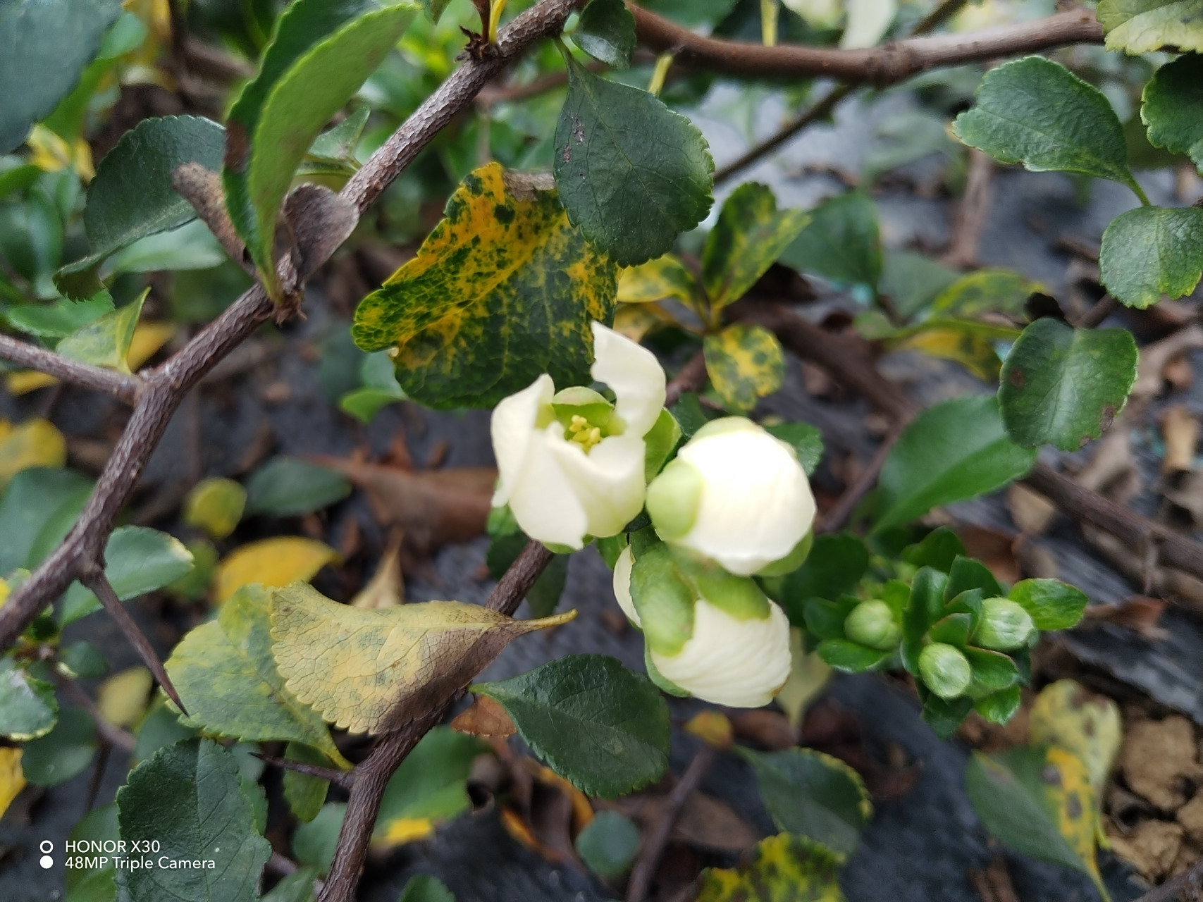 长寿梅红花1号  八重咲 复瓣白花长寿梅  秋天继续开花