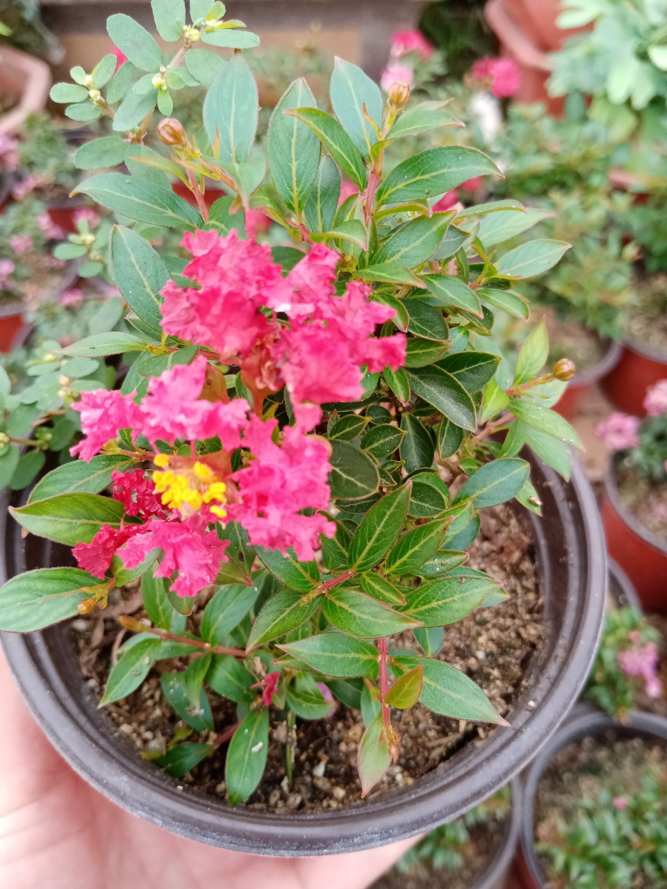 日本姬紫薇欢迎品鉴 花友们欢迎欣赏姬紫薇