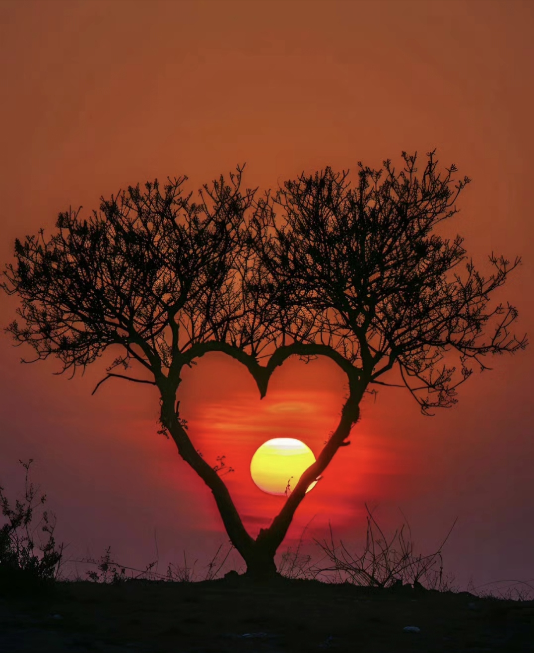 光秃的枝丫,像是岁月的笔触,勾勒出爱的形状