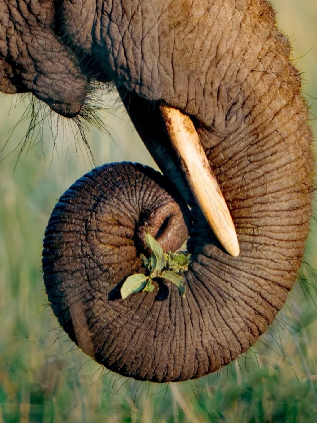 大象鼻子你摸过嘛,看到它的粗糙与力量感