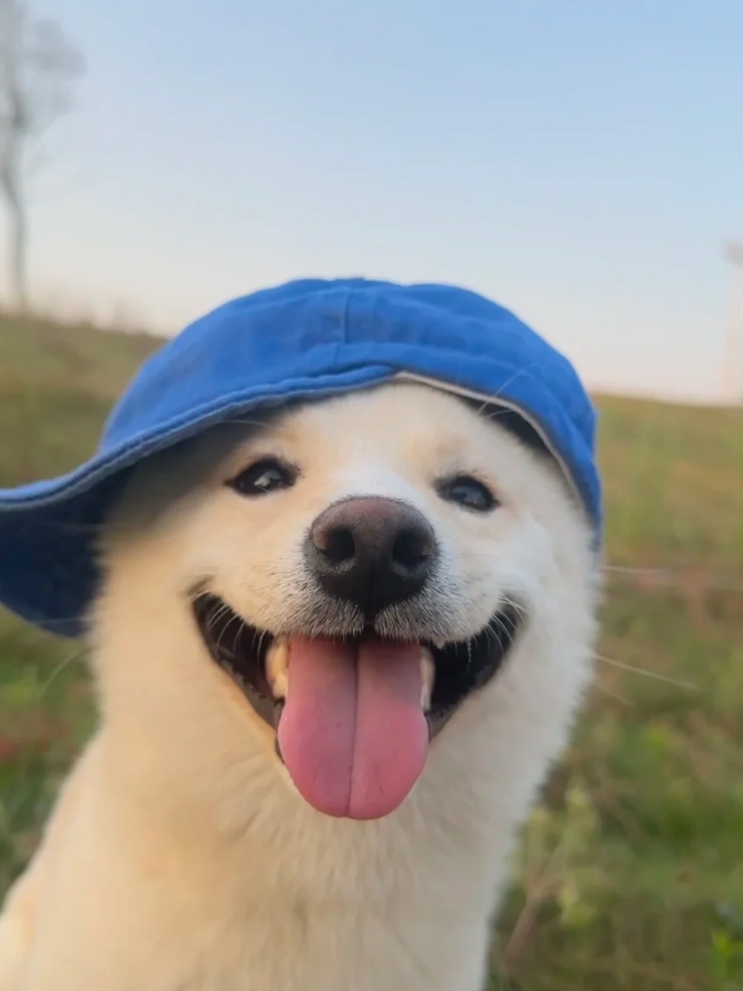 这只萌犬戴着蓝色小帽,毛茸茸的模样超治愈