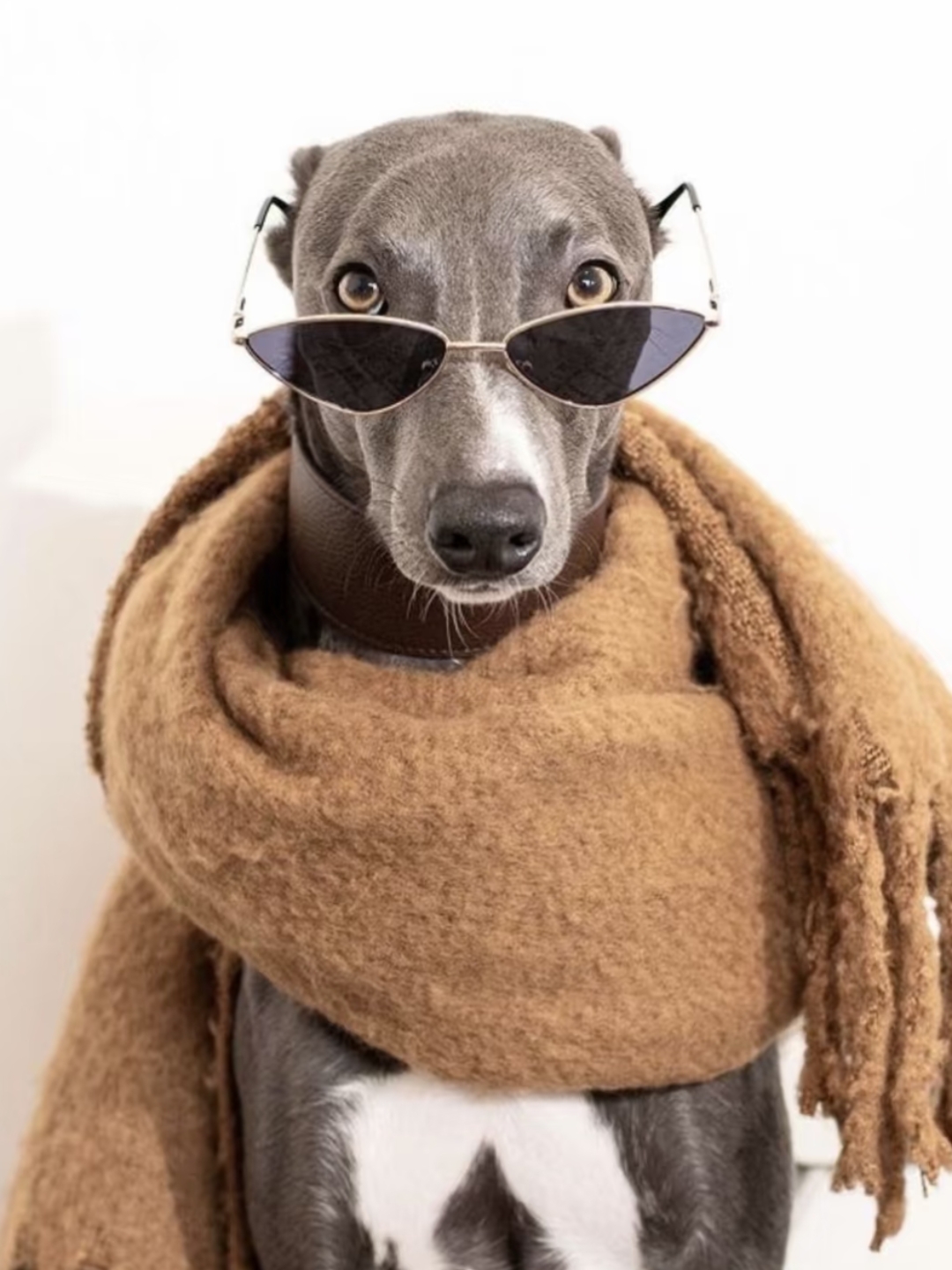 墨镜一戴,围巾一围,时尚感拉满,瞬间化身街头最酷的崽 狗狗,作为人类