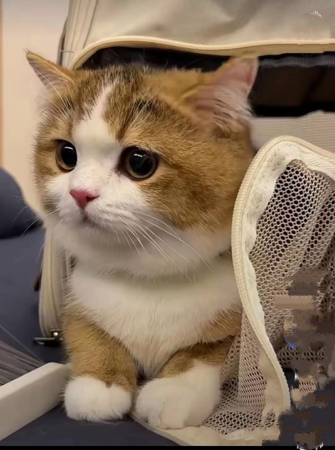 这只小萌猫也太可爱了!