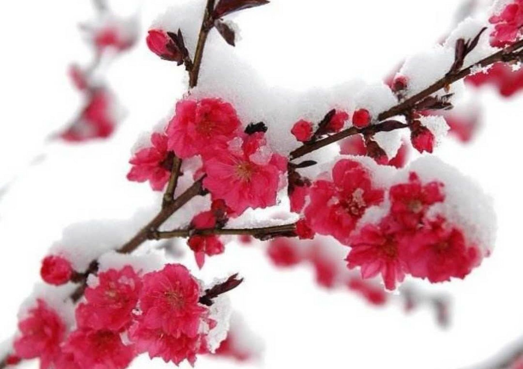 小雪节气,观雪,赏梅,吟诗…… 宋代诗人卢梅坡《雪梅》二首脍炙人口