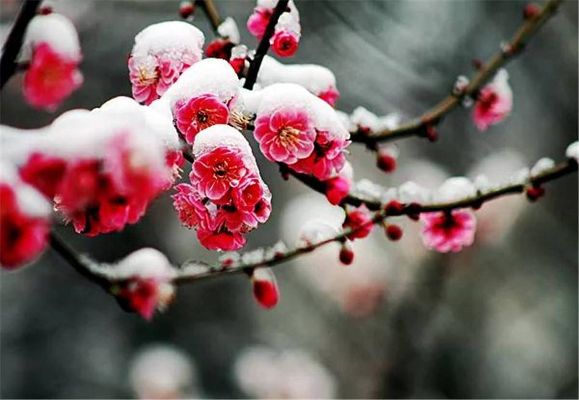 小雪节气,观雪,赏梅,吟诗…… 宋代诗人卢梅坡《雪梅》二首脍炙人口