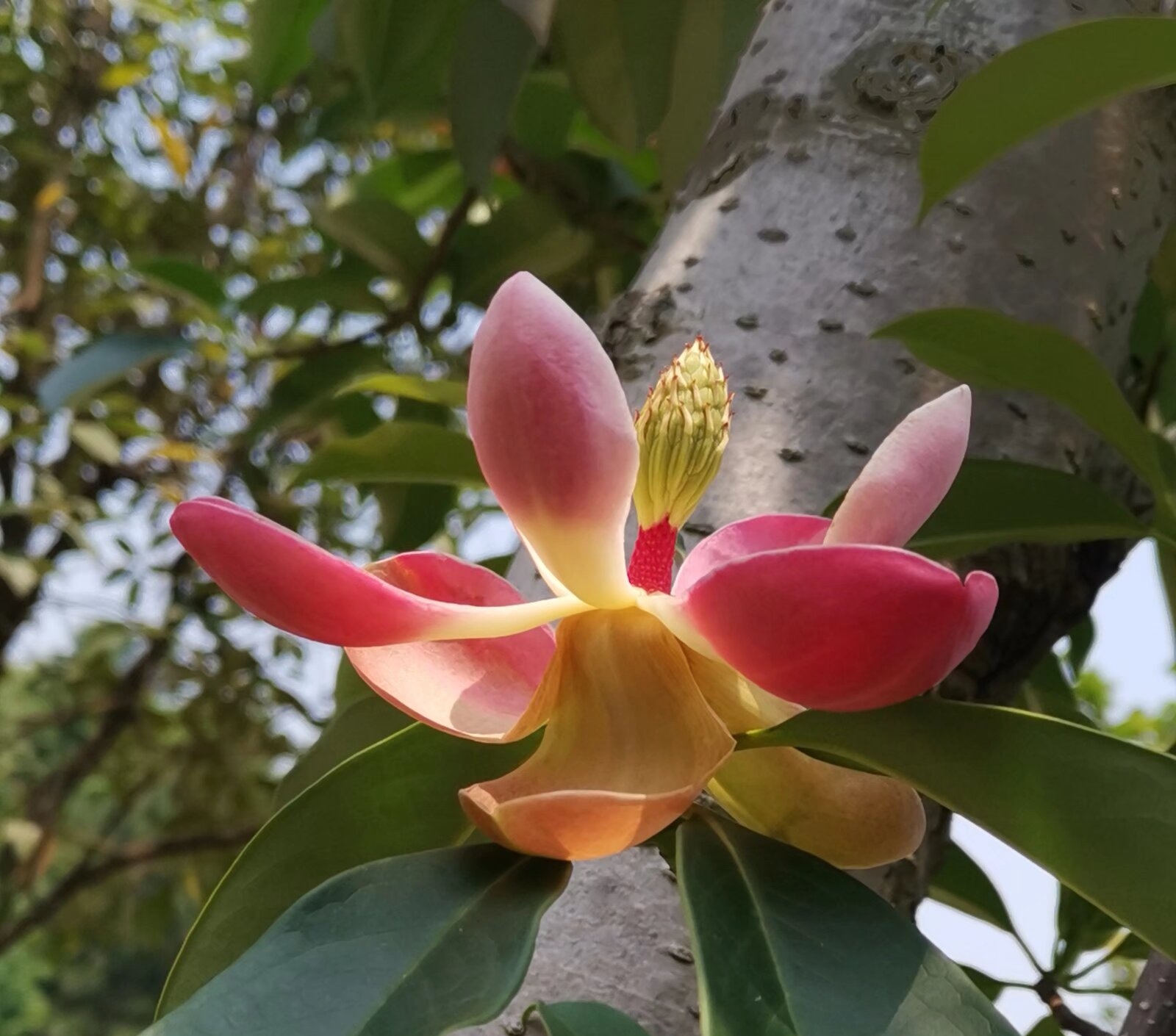 昭阳公园环园西路一段,路两边栽有一种木兰科植物,叫着"红花木莲"