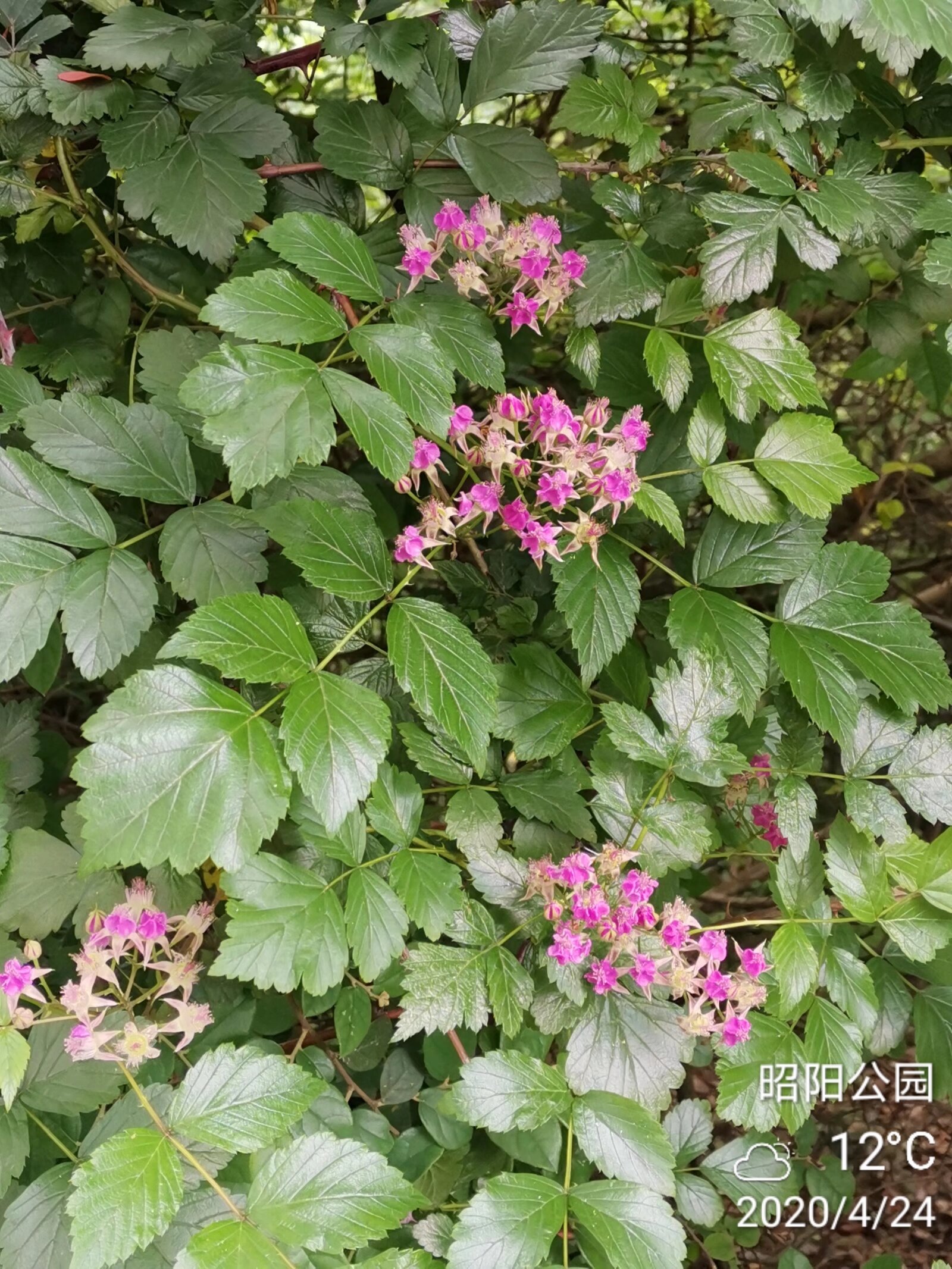 刺泡儿花图片图片