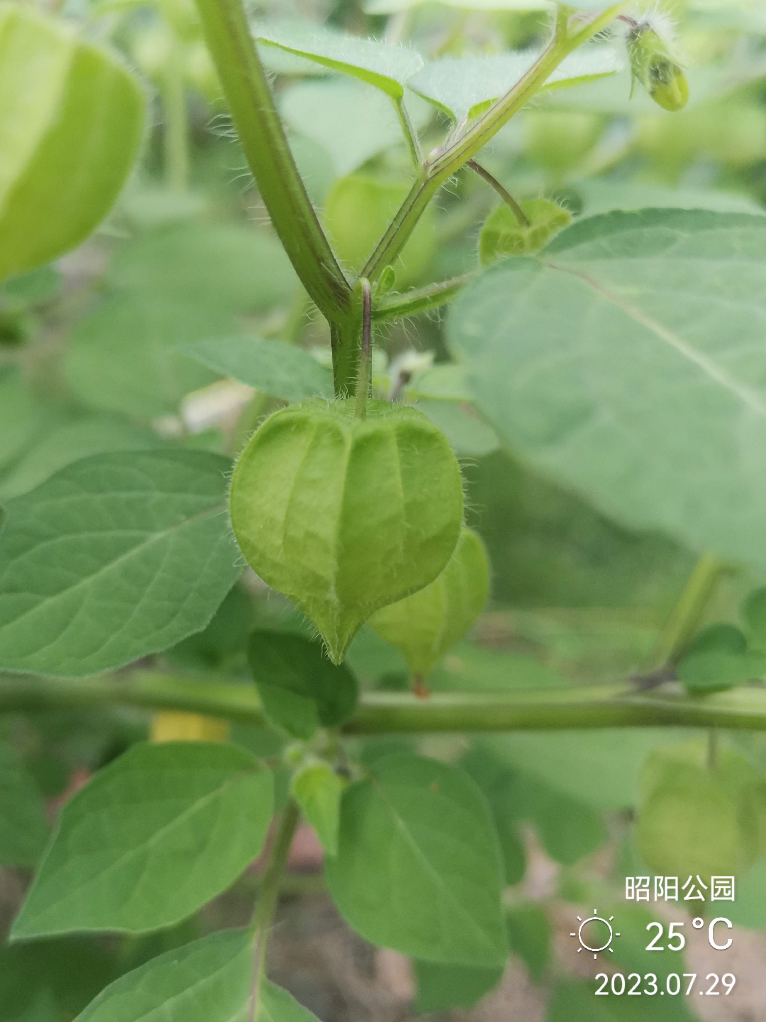 灯笼果 灯笼果属茄科酸浆属多年生草本植物,全身被刺毛,叶片基部呈不