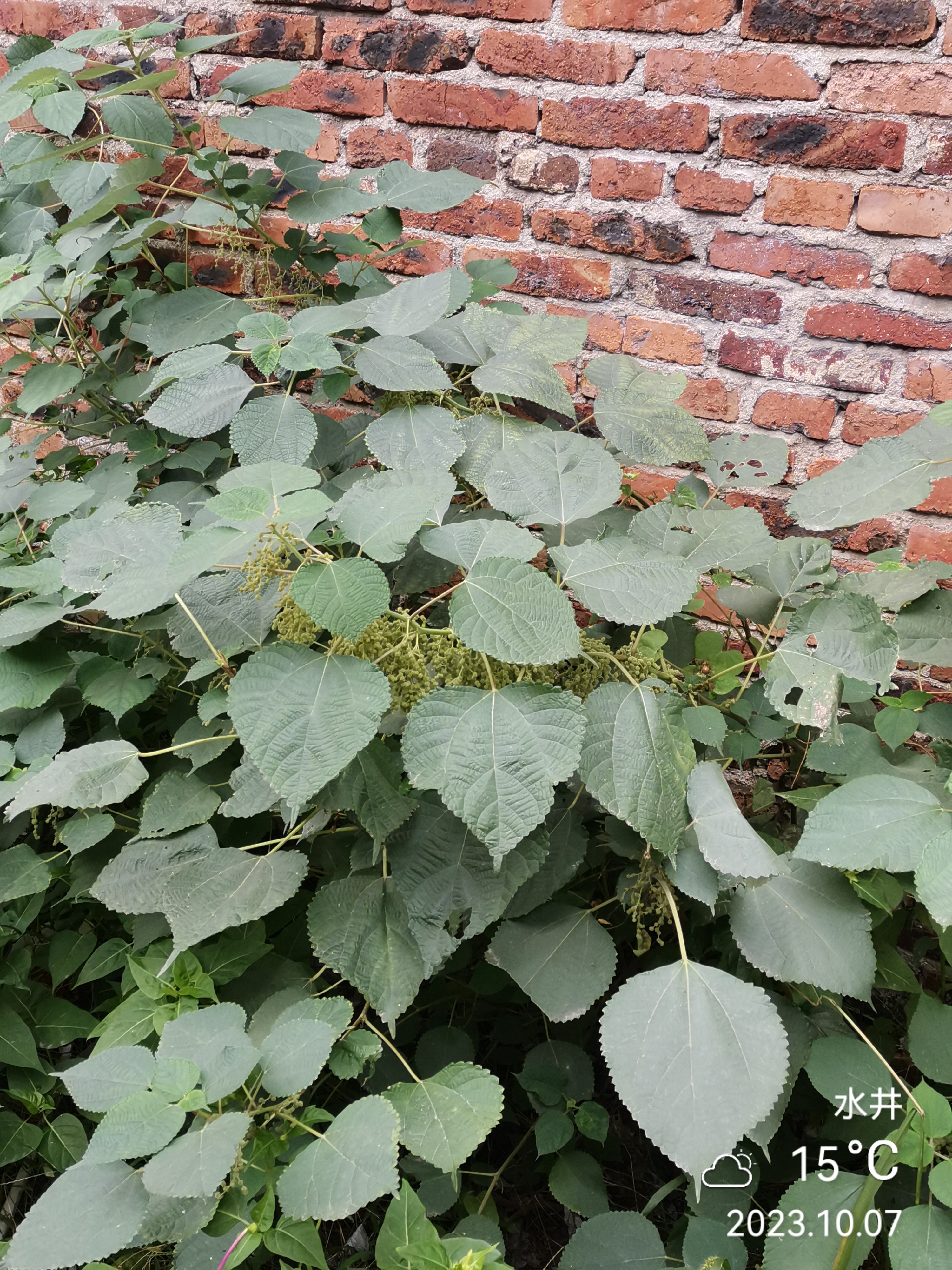 苧麻叶粄图片