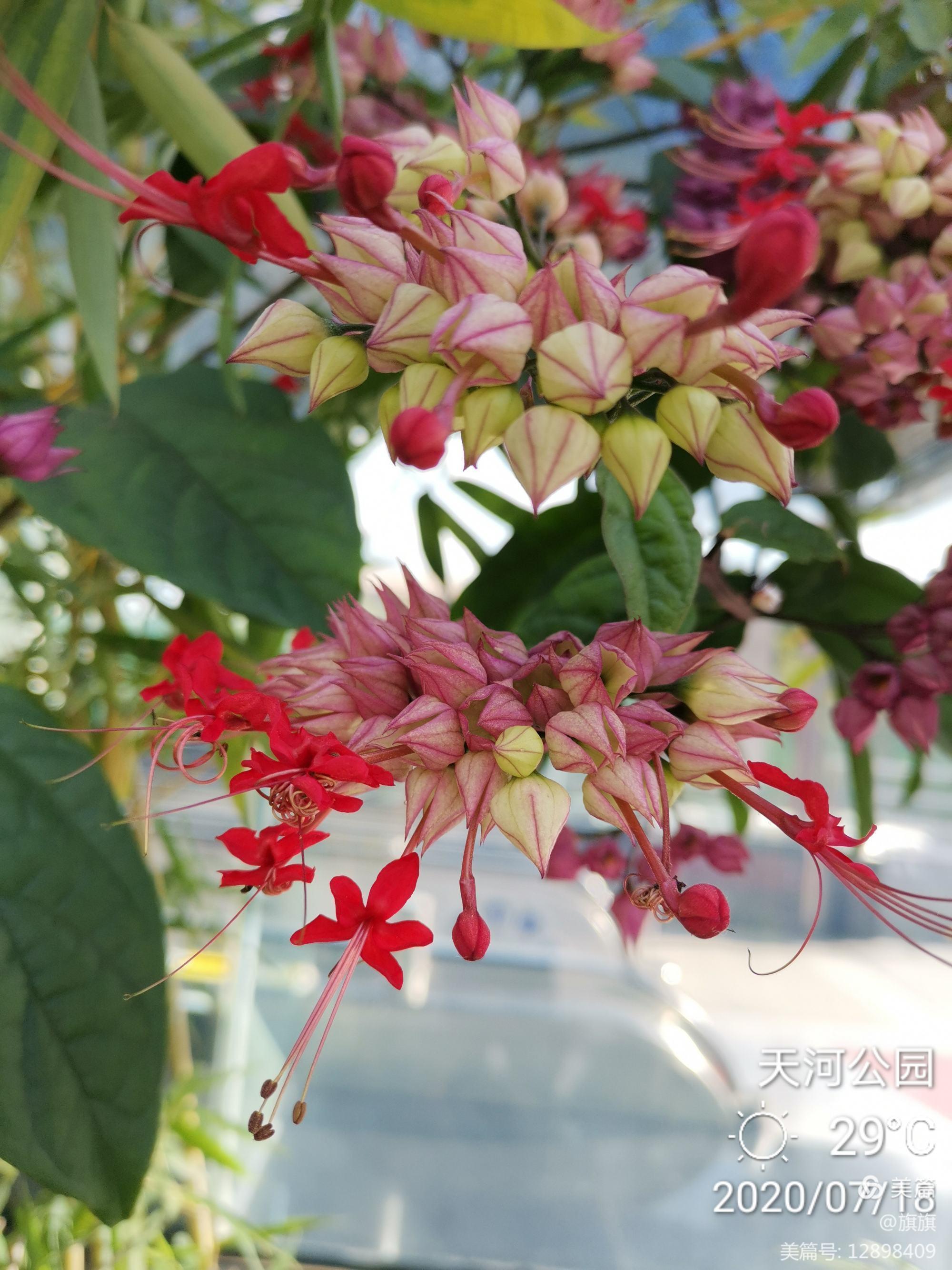 龙吐珠花有毒吗图片