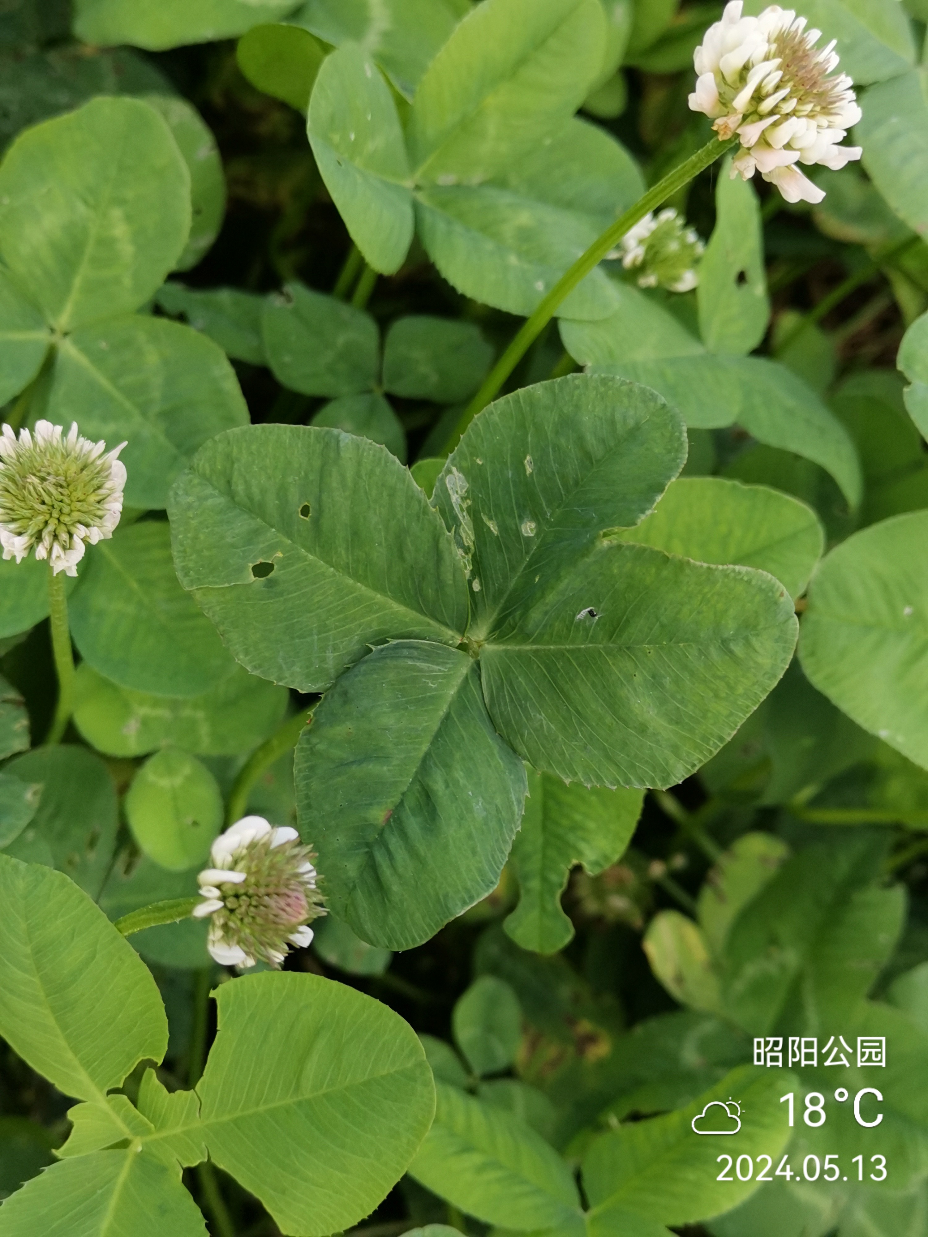 百花车轴草图片