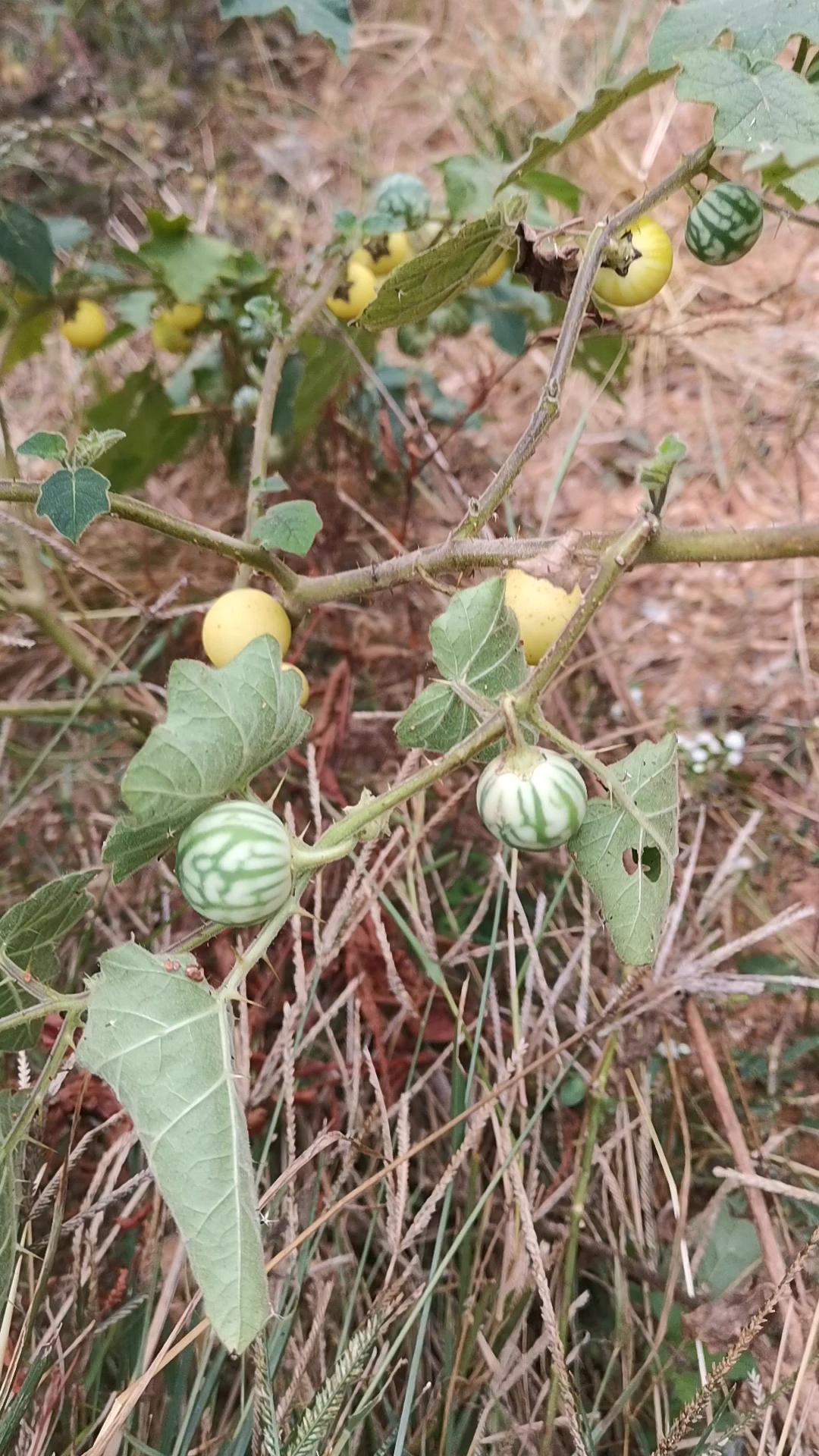 刺天球中药图片