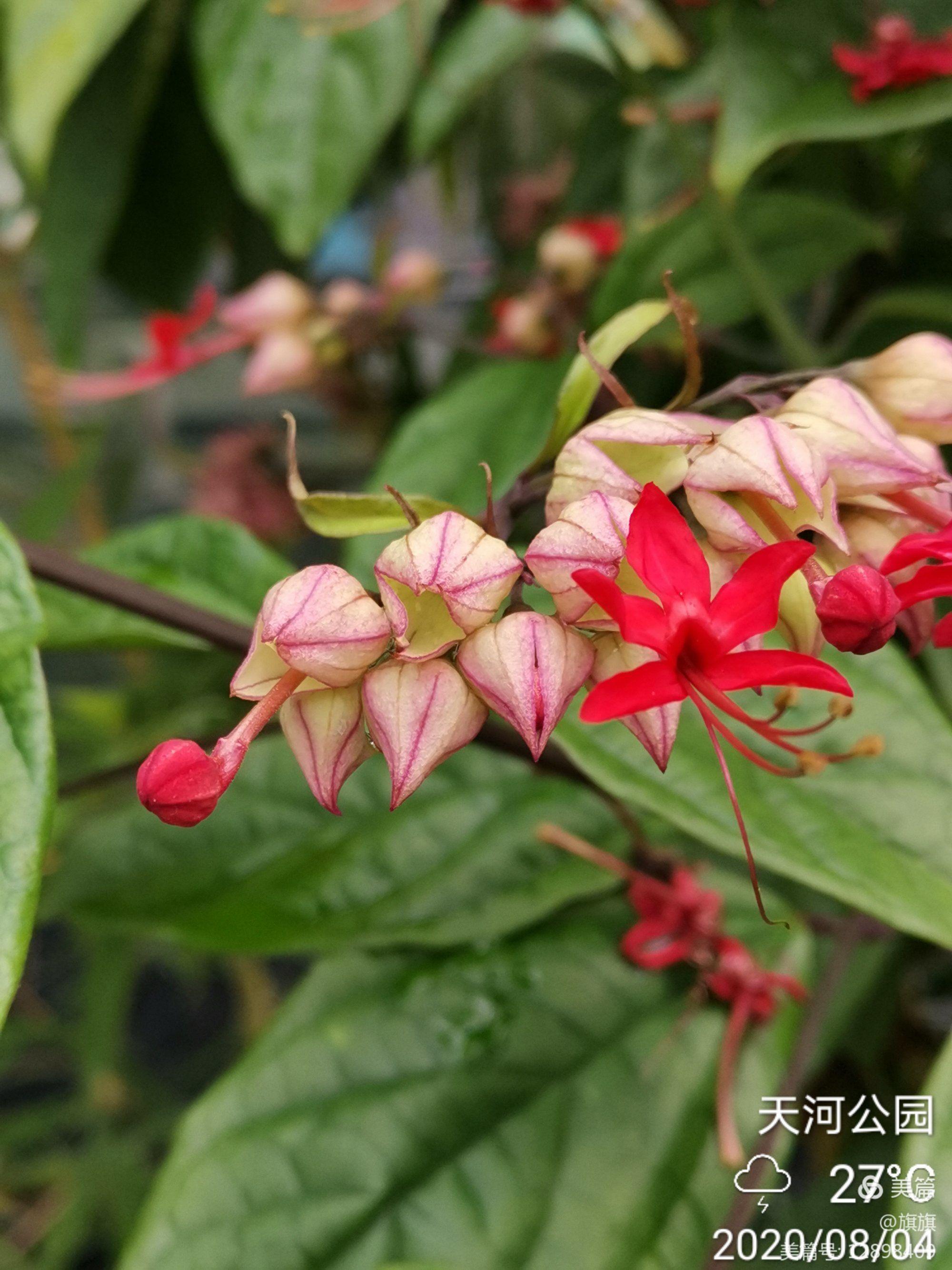 龙吐珠花有毒吗图片