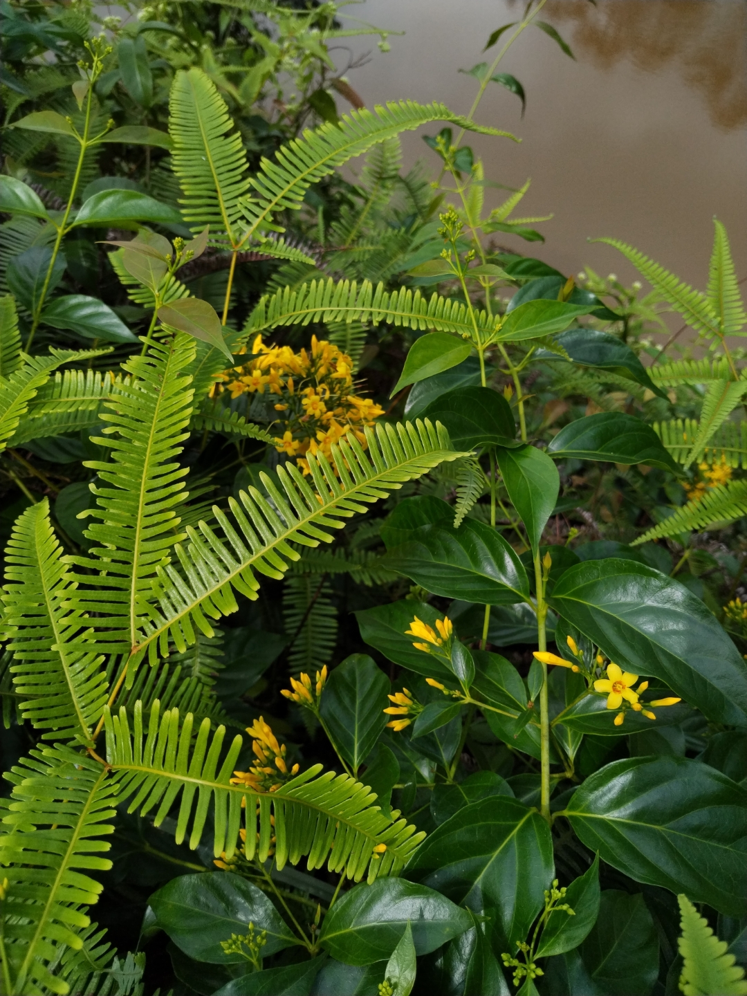 野生断肠草