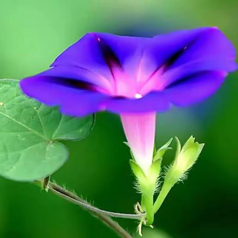 细藤不语攀高处, 弱蕊含情向太阳. 晨露微沾娇欲滴, 晚风轻拂暗生香.