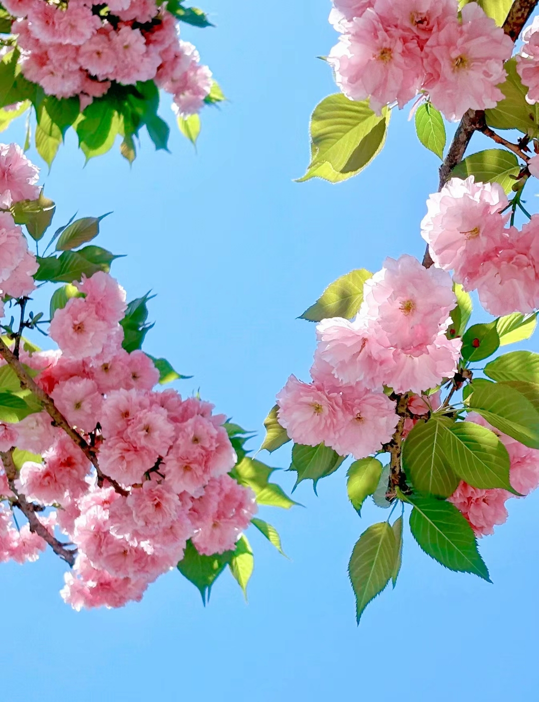 樱花如画诗动人,红粉如霞降祥云 春天很撩人,万千花开的浪漫,温柔阳光