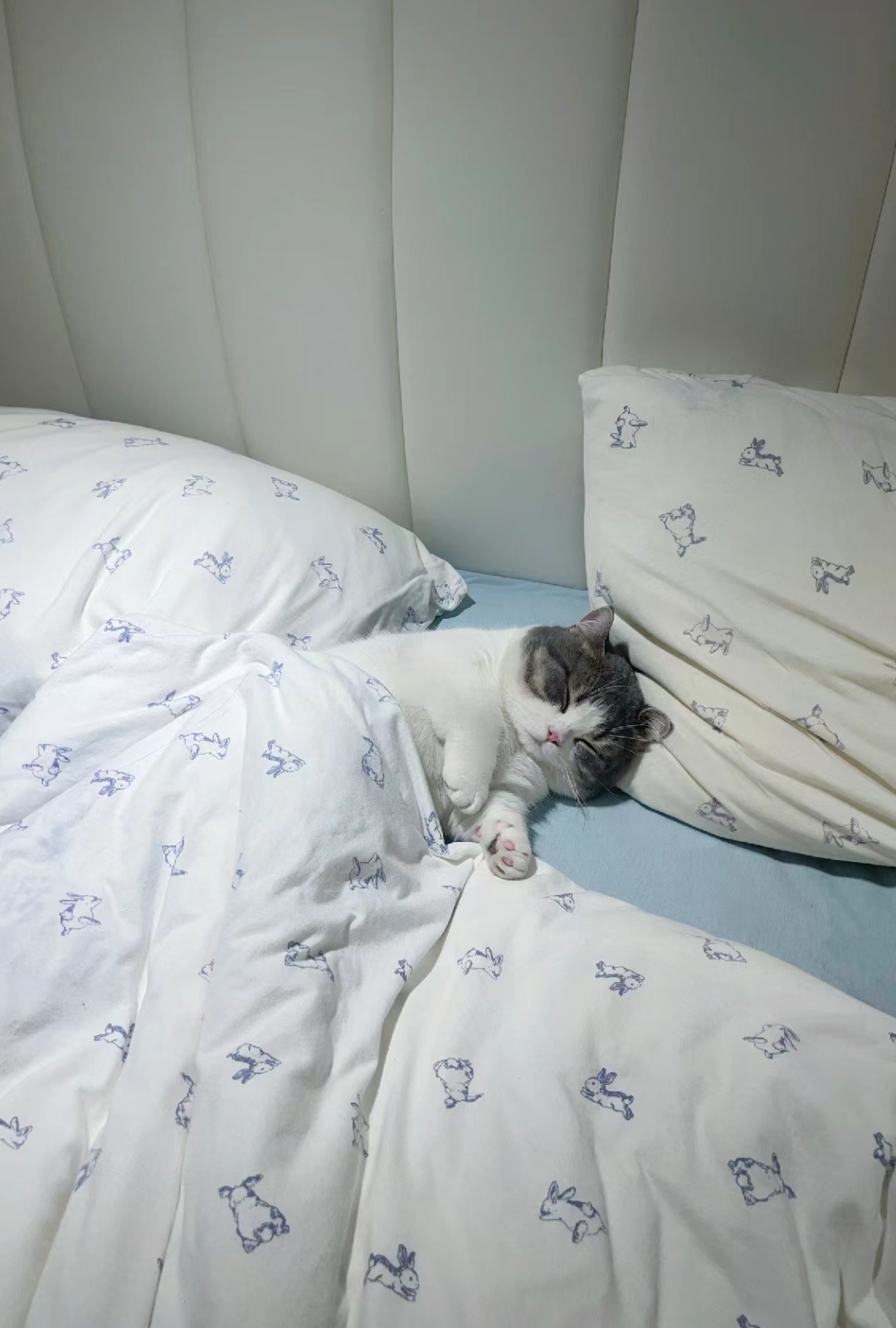 我去上班了我的猫还在睡懒觉 真是羡慕啊,帮它盖好被子继续睡吧