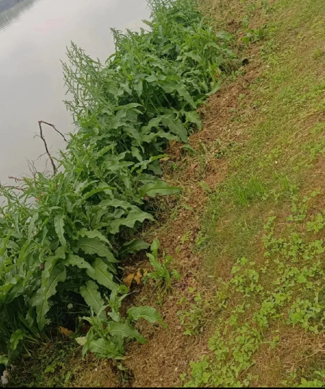 和菠菜很像的植物图片图片