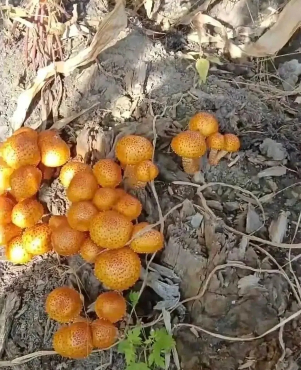 为啥玉米地里的蘑菇也是黄色的,这种黄色的蘑菇可以吃吧?有人认识不