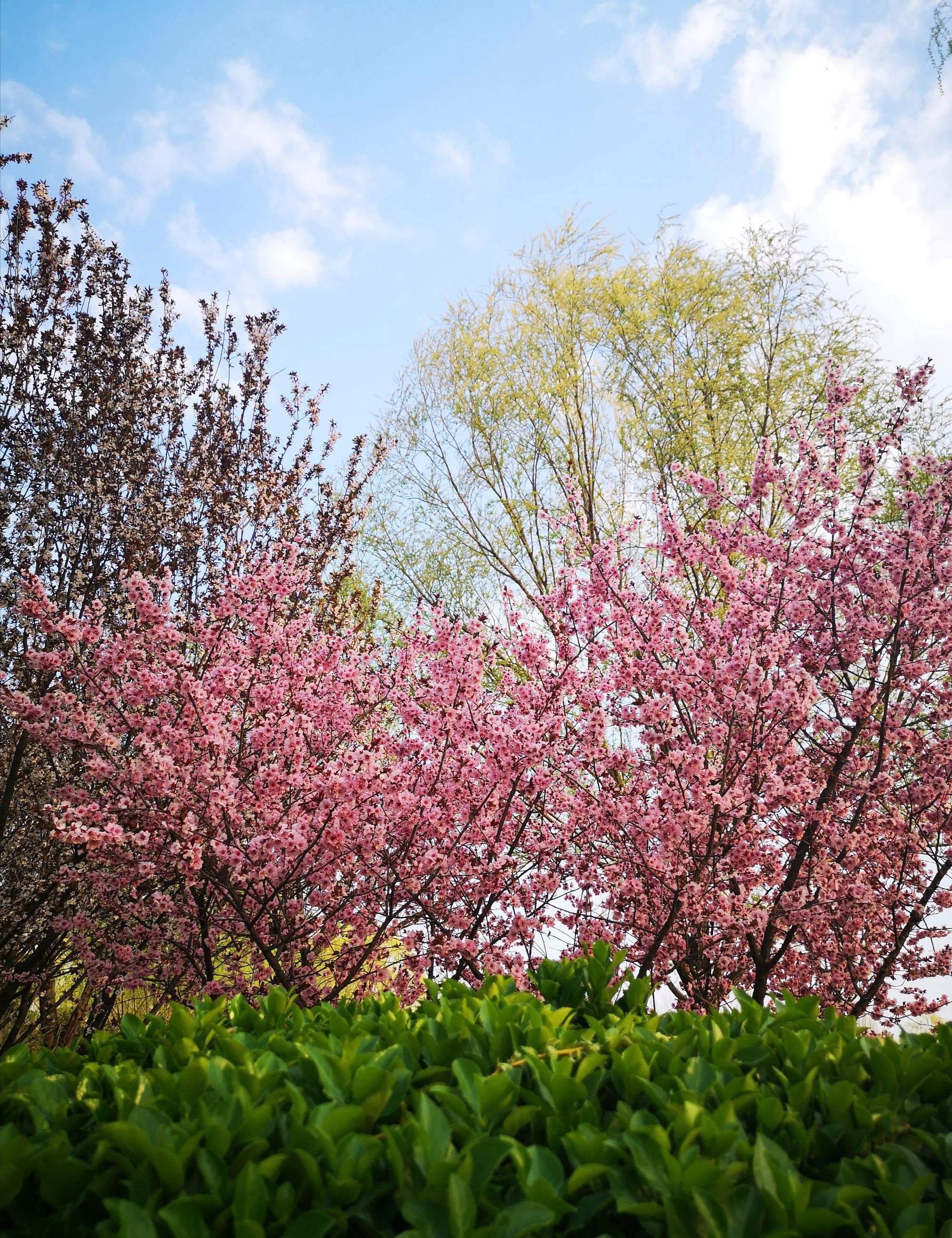 在这张樱花树的照片中,我看到了生机盎然的春天,感受到了大自然的温暖