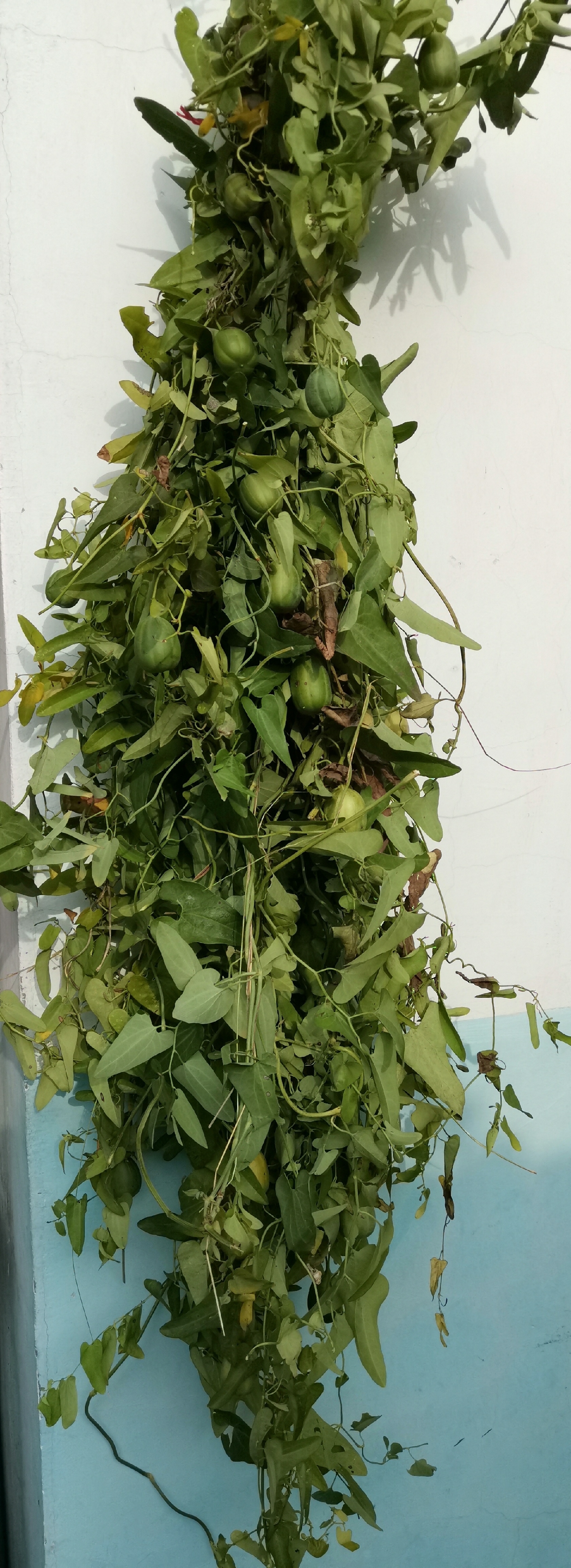 采收马兜铃和天仙藤.果是马兜铃,藤是天仙藤.